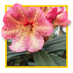 rhododendrons-and-roses-nursery-burnaby
