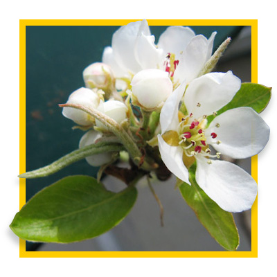 specimen-caliper-trees-nursery-burnaby