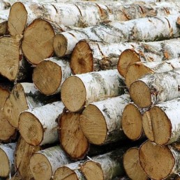 tree-cut-birch-batch