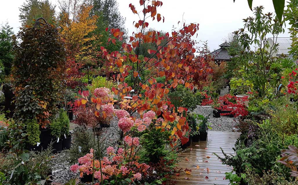 beautiful-nursery-in-fall